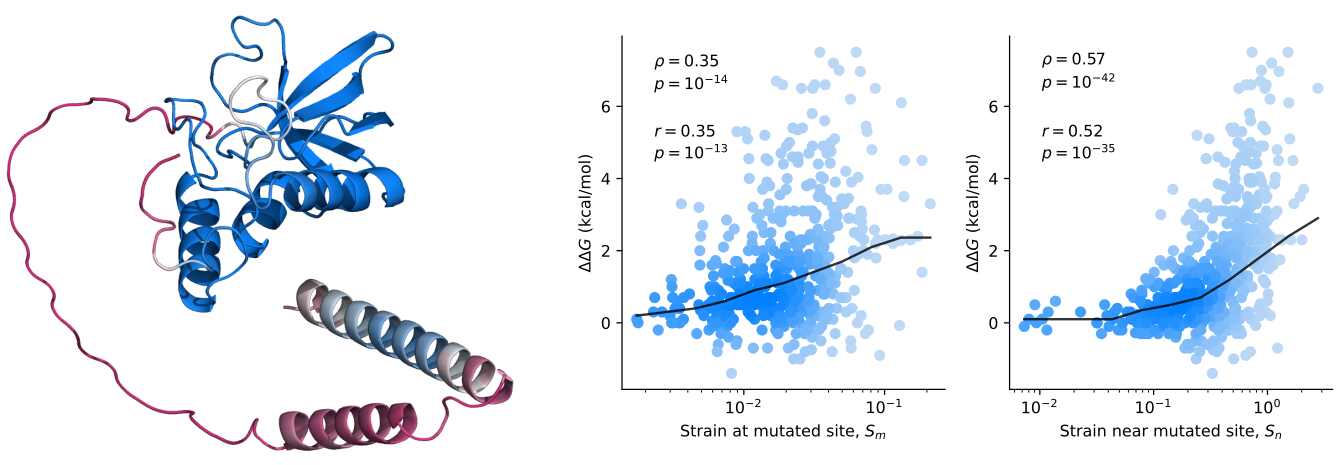 Figure 1. A: The structure of Thermonuclease from Staphylococcus aureus was predicted by AlphaFold2. The change in stability upon mutation, ∆∆G (positive values indicate destabilization), is plotted as a function of effective strain measured at the mutated site, and in a spherical region near the mutated site, for 491 mutants. The black line represents the median. Statistical correlations are displayed for Pearson’s r and Spearman’s ρ. Figure 1. A: The structure of Thermonuclease from Staphylococcus aureus was predicted by AlphaFold2. The change in stability upon mutation, ∆∆G (positive values indicate destabilization), is plotted as a function of effective strain measured at the mutated site, and in a spherical region near the mutated site, for 491 mutants. The black line represents the median. Statistical correlations are displayed for Pearson’s r and Spearman’s ρ.