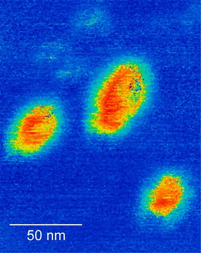 Ferroelectric domains in a WTe2 single crystal (PFM imaging).