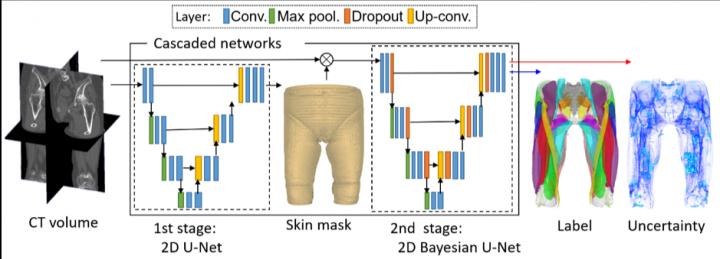 CAPTION Muscle segmentation from CT volume using Bayesian U-net. Skin mask is obtained using conventional U-net during the first stage, and then Bayesian U-net is utilized to assign a muscle label as well as uncertainty to each pixel. CREDIT Yoshinobu Sato CAPTION Muscle segmentation from CT volume using Bayesian U-net. Skin mask is obtained using conventional U-net during the first stage, and then Bayesian U-net is utilized to assign a muscle label as well as uncertainty to each pixel. CREDIT Yoshinobu Sato