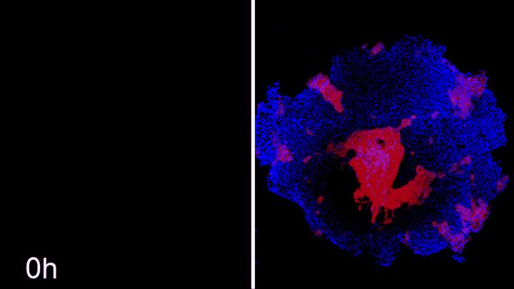 CAPTION Machine learning predicts conditions that will cause stem cell colonies to form desired patterns. (Left) Video showing simulated interactions between different stem cell populations. (Right) Stem cells grown in conditions dictated by the machine-learning program generate a colony that forms a bull's-eye pattern, as predicted.  CREDIT Photo credit: Ashley Libby, David Joy, and Iman Haghighi, Gladstone Institutes