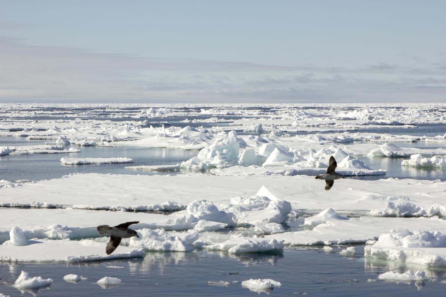 CAPTION Sea ice in the polar sea.  CREDIT Jørn Berger-Nyvoll, UiT