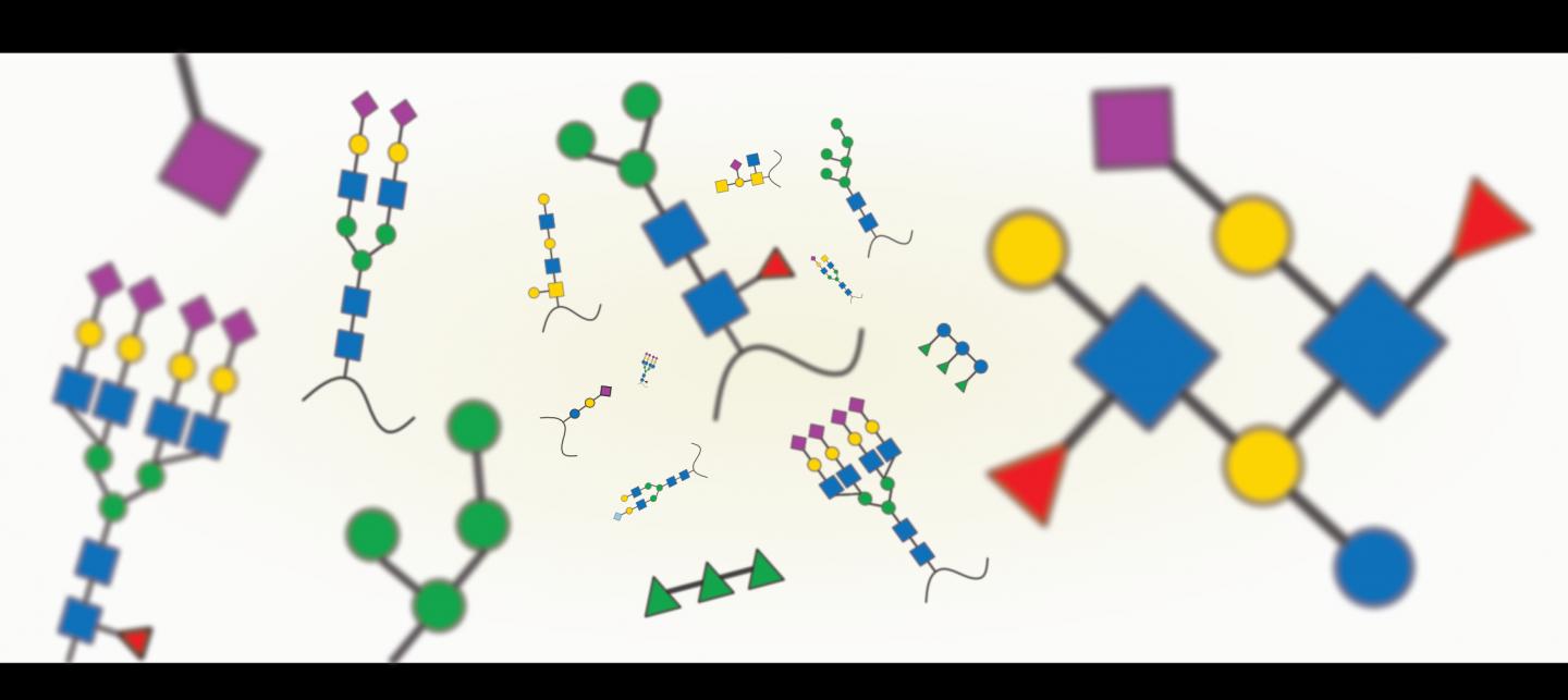 Glycan diversity. The image shows a glimpse of glycan diversity, showcasing several classes of glycans from various kingdoms of life.