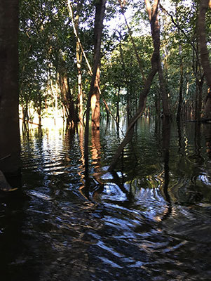 Mamirauá Reserve in the Amazon, Brazil. Image: Michel André