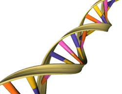 A depiction of the double helical structure of DNA. Its four coding units (A, T, C, G) are color-coded in pink, orange, purple and yellow. NHGRI A depiction of the double helical structure of DNA. Its four coding units (A, T, C, G) are color-coded in pink, orange, purple and yellow. NHGRI