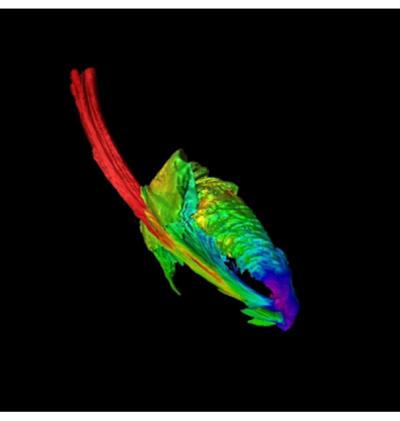 SuperComputer simulation of the disruption of a star by a black hole shows the formation of an "accretion disk" of stellar material spiraling into the black hole. This image shows an early stage in the formation of the disk. By James Guillochon SuperComputer simulation of the disruption of a star by a black hole shows the formation of an "accretion disk" of stellar material spiraling into the black hole. This image shows an early stage in the formation of the disk. By James Guillochon