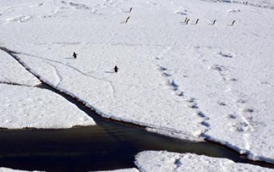 Adelie penguins cross ice floes near a lead in the sea ice at Cape Royds. By Peter Rejcek, National Science Foundation Adelie penguins cross ice floes near a lead in the sea ice at Cape Royds. By Peter Rejcek, National Science Foundation