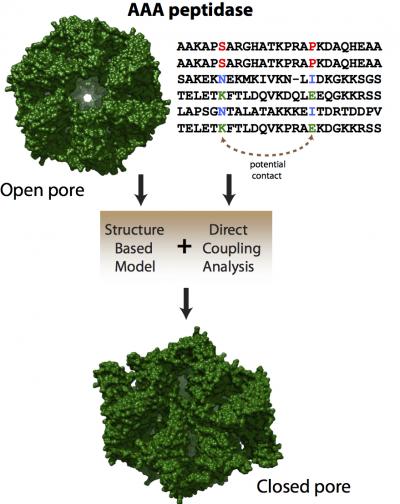 Co-evolved mutations in genetic sequences that code proteins show researchers how a protein is likely to fold and what forms it may take as it carries out its function. Scientists at Rice University used the technique called direct coupling analysis in combination with structure-based models to find a previously hidden conformation of a molecular motor responsible for degrading misfolded proteins in bacteria. By Faruck Morcos/Rice University Co-evolved mutations in genetic sequences that code proteins show researchers how a protein is likely to fold and what forms it may take as it carries out its function. Scientists at Rice University used the technique called direct coupling analysis in combination with structure-based models to find a previously hidden conformation of a molecular motor responsible for degrading misfolded proteins in bacteria. By Faruck Morcos/Rice University