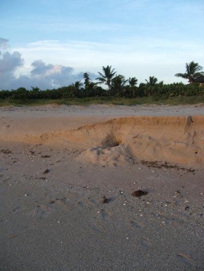 This image shows a sliff-like erosion escarpment on a Florida beach. Credit: CREDIT: U.S. Geological Survey/photo by Randolph Femmer This image shows a sliff-like erosion escarpment on a Florida beach. Credit: CREDIT: U.S. Geological Survey/photo by Randolph Femmer