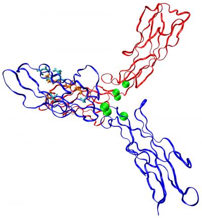 This ribbon diagram shows a pulling force applied to two common adhesion proteins called cadherins (red and blue) bound together in an X-shape. The green spheres represent calcium ions while the cyan and orange stick figures correspond to amino acids brought together as the force is applied. The hydrogen bonds that form between the amino acids create catch bonds that get stronger when pulled. Credit: Image courtesy of Sanjeevi Sivasankar/Iowa State University This ribbon diagram shows a pulling force applied to two common adhesion proteins called cadherins (red and blue) bound together in an X-shape. The green spheres represent calcium ions while the cyan and orange stick figures correspond to amino acids brought together as the force is applied. The hydrogen bonds that form between the amino acids create catch bonds that get stronger when pulled. Credit: Image courtesy of Sanjeevi Sivasankar/Iowa State University
