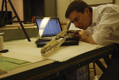 Paleontologist Dan Ksepka examines the fossilized skull of what may be the biggest flying bird ever found. Its telltale beak allowed Ksepka to identify the find as a previously unknown species of pelagornithid, an extinct group of giant seabirds known for bony tooth-like spikes that lined their upper and lower jaws. Credit: Contributed by Dan Ksepka Paleontologist Dan Ksepka examines the fossilized skull of what may be the biggest flying bird ever found. Its telltale beak allowed Ksepka to identify the find as a previously unknown species of pelagornithid, an extinct group of giant seabirds known for bony tooth-like spikes that lined their upper and lower jaws. Credit: Contributed by Dan Ksepka