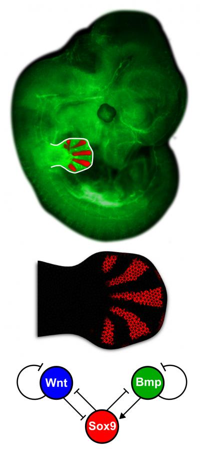This is the detailed embryo limb and the network topology of the Bmp-Sox9-Wnt (BSW) model. Credit: Luciano Marcon and Jelena Raspopovic. This is the detailed embryo limb and the network topology of the Bmp-Sox9-Wnt (BSW) model. Credit: Luciano Marcon and Jelena Raspopovic.