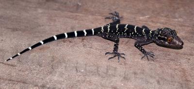 The 10,000th species recorded into the database is Cyrtodactylus vilaphongi, a tiny gecko found in the jungle of Laos in Southeast Asia, which was discovered by a team of German, Vietnamese and Lao scientists. Credit: Photo used with permission by Truong Nguyen, a researcher with the Vietnamese team. The 10,000th species recorded into the database is Cyrtodactylus vilaphongi, a tiny gecko found in the jungle of Laos in Southeast Asia, which was discovered by a team of German, Vietnamese and Lao scientists. Credit: Photo used with permission by Truong Nguyen, a researcher with the Vietnamese team.