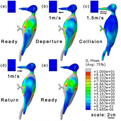 This is a schematic of the pecking process of a woodpecker and the Mises stress at different times: (a) and (e) are moments of readiness to peck; (b) and (d) are the moments of departure and return, respectively; (c) is the moment of collision; arrows on the beaks show velocity direction. This is a schematic of the pecking process of a woodpecker and the Mises stress at different times: (a) and (e) are moments of readiness to peck; (b) and (d) are the moments of departure and return, respectively; (c) is the moment of collision; arrows on the beaks show velocity direction.