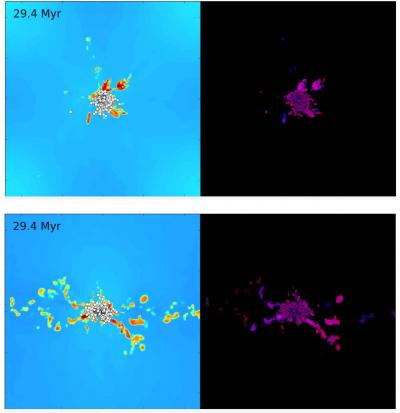 Two 11-second movies show a computational simulation of a collision of two converging streams of interstellar gas, leading to collapse and formation of a star cluster at the center. In both movies, the numbers rapidly increasing shows the passage of time in millions of years; left panel shows the density of interstellar gas (yellow and red are densest) and right panel shows red and blue "tracer dyes" added to watch how the gas mixes during the collapse. Face-on view (upper pair in the stills) shows the plane where the two gas streams meet while the edge-on view (lower pair in the stills) shows a cross section through the two streams. Circles outlined in black are stars; stars are shown as white in the left panel, and in the right panel their color reflects the amount of the two tracer dyes in each star. The simulation reveals that gas streams are thoroughly homogenized within a very short time of converging, well before stars begin forming. Credit: Mark Krumholz/University of California, Santa Cruz Two 11-second movies show a computational simulation of a collision of two converging streams of interstellar gas, leading to collapse and formation of a star cluster at the center. In both movies, the numbers rapidly increasing shows the passage of time in millions of years; left panel shows the density of interstellar gas (yellow and red are densest) and right panel shows red and blue "tracer dyes" added to watch how the gas mixes during the collapse. Face-on view (upper pair in the stills) shows the plane where the two gas streams meet while the edge-on view (lower pair in the stills) shows a cross section through the two streams. Circles outlined in black are stars; stars are shown as white in the left panel, and in the right panel their color reflects the amount of the two tracer dyes in each star. The simulation reveals that gas streams are thoroughly homogenized within a very short time of converging, well before stars begin forming. Credit: Mark Krumholz/University of California, Santa Cruz