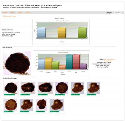 A Web-based system was built for palynologists to interact with stored data and search for pollen images. This screen shows search capabilities by morphology semantics. From Han et al., part of the special issue 'Bioinformatic and Biometric Methods in Plant Morphology' in Applications in Plant Sciences. Credit: Image credit Han et al. Han, J. G., H. Cao, A. Barb, S. W. Punyasena, C. Jaramillo, and C.-R. Shyu. 2014. A neotropical Miocene pollen database employing image-based search and semantic modeling. Applications in Plant Sciences 2(8): 1400030. doi:10.3732/apps.1400030. A Web-based system was built for palynologists to interact with stored data and search for pollen images. This screen shows search capabilities by morphology semantics. From Han et al., part of the special issue 'Bioinformatic and Biometric Methods in Plant Morphology' in Applications in Plant Sciences. Credit: Image credit Han et al. Han, J. G., H. Cao, A. Barb, S. W. Punyasena, C. Jaramillo, and C.-R. Shyu. 2014. A neotropical Miocene pollen database employing image-based search and semantic modeling. Applications in Plant Sciences 2(8): 1400030. doi:10.3732/apps.1400030.