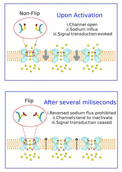 This is a schematic representation of the sodium ion channel (light blue): Top: influx of sodium ions (shown in yellow) and orientation of the E53 amino acid in "non-flipped" conformation. Bottom: conformational change of E53 (flip) during ion efflux, arrows indicate the barrier for sodium efflux. Copyright: Song Ke This is a schematic representation of the sodium ion channel (light blue): Top: influx of sodium ions (shown in yellow) and orientation of the E53 amino acid in "non-flipped" conformation. Bottom: conformational change of E53 (flip) during ion efflux, arrows indicate the barrier for sodium efflux. Copyright: Song Ke