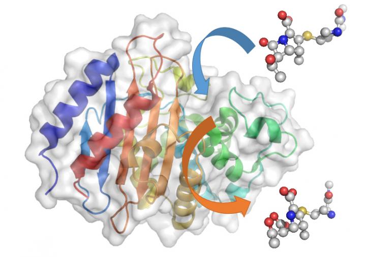 A carbapenem molecule, a last resort antibiotic, enters the carbapenemase enzyme (blue arrow), where the crucial beta-lactam structure gets broken down. The ineffective molecule then leaves (orange arrow). A carbapenem molecule, a last resort antibiotic, enters the carbapenemase enzyme (blue arrow), where the crucial beta-lactam structure gets broken down. The ineffective molecule then leaves (orange arrow).