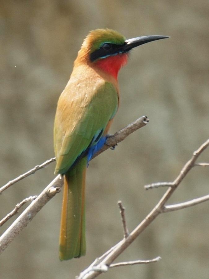 For the family of bee-eaters (on the photo Merops bullocki), the study revealed a close relationship to oscine birds, parrots, and birds of prey. Credit: Photo: Peter Houde For the family of bee-eaters (on the photo Merops bullocki), the study revealed a close relationship to oscine birds, parrots, and birds of prey. Credit: Photo: Peter Houde