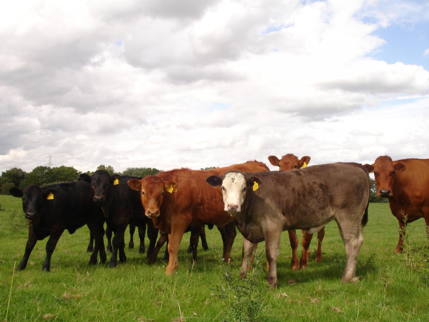 A group of healthy cows is shown. Modeling produced by researchers at Queen Mary University of London has found that the only effective potential bovine tuberculosis control strategies are badger culling, cattle testing, controlling cattle movement, and ceasing the practice of housing farm cattle together during winter. A group of healthy cows is shown. Modeling produced by researchers at Queen Mary University of London has found that the only effective potential bovine tuberculosis control strategies are badger culling, cattle testing, controlling cattle movement, and ceasing the practice of housing farm cattle together during winter.