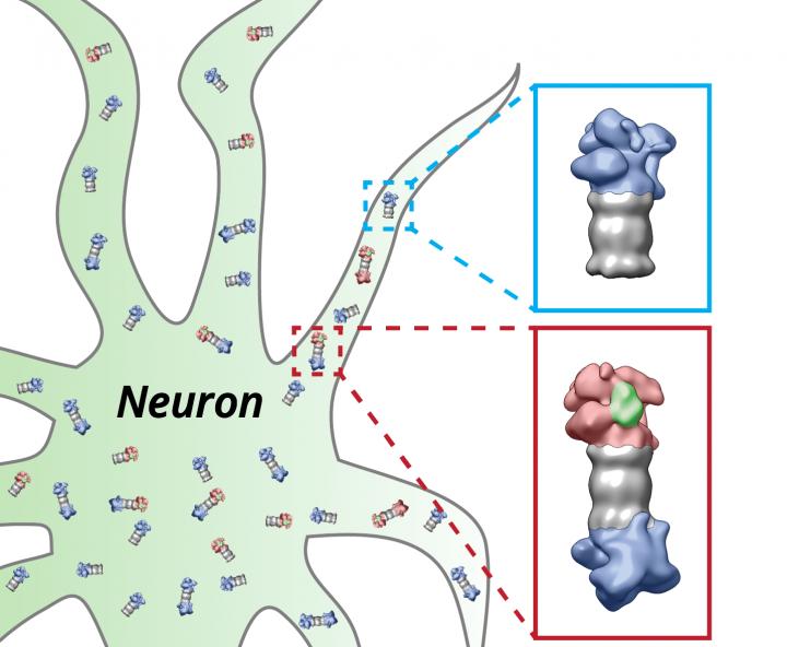 The proteasomes (grey) of the nerve cell (neuron) are equipped with the regulatory particles at their ends. These structures change their shape depending on whether they have bound (red) proteins which have to be degraded (green) or not (blue). Credit Figure: Shoh Asano / Copyright: MPI of Biochemistry The proteasomes (grey) of the nerve cell (neuron) are equipped with the regulatory particles at their ends. These structures change their shape depending on whether they have bound (red) proteins which have to be degraded (green) or not (blue). Credit Figure: Shoh Asano / Copyright: MPI of Biochemistry