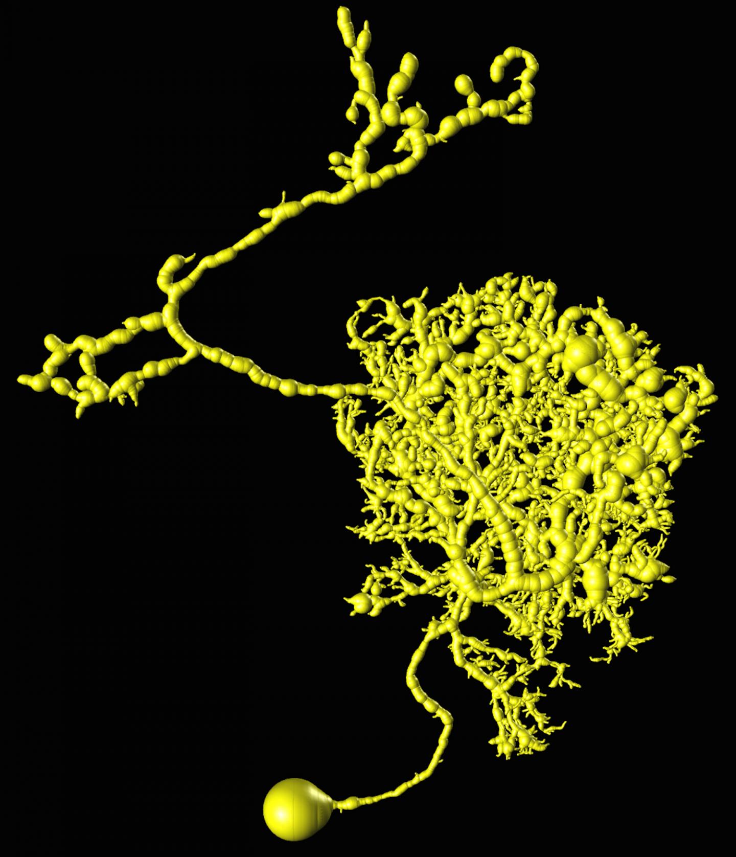 This is a 3-D reconstruction of an adult fruitfly adult neuron. Credit Raw image data: Ann-Shyn Chiang. Reconstruction: Allen Institute for Brain Science. This is a 3-D reconstruction of an adult fruitfly adult neuron. Credit Raw image data: Ann-Shyn Chiang. Reconstruction: Allen Institute for Brain Science.