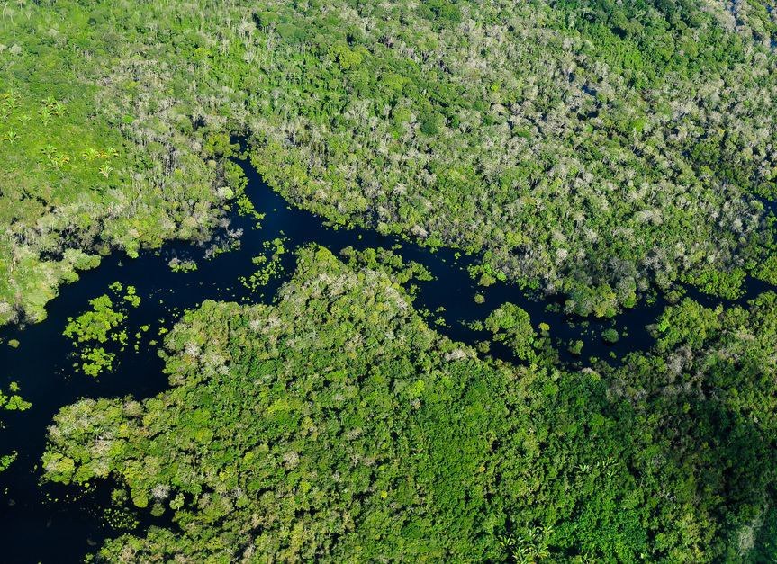 Amazon rainforest near Manaus, Brazil. Photo: CIFOR, Neil Palmer/CIAT on Flickr Amazon rainforest near Manaus, Brazil. Photo: CIFOR, Neil Palmer/CIAT on Flickr