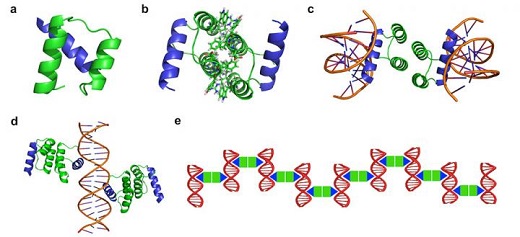 CAPTION Design strategy of protein-DNA nanowires. The protein-DNA nanowire is self-assembled with a computationally designed protein homodimer and a double-stranded DNA with the protein binding sites properly arranged. CREDIT Yun (Kurt) Mou, Jiun-Yann Yu, Timothy M. Wannier, Chin-Lin Guo and Stephen L. Mayo/Caltech CAPTION Design strategy of protein-DNA nanowires. The protein-DNA nanowire is self-assembled with a computationally designed protein homodimer and a double-stranded DNA with the protein binding sites properly arranged. CREDIT Yun (Kurt) Mou, Jiun-Yann Yu, Timothy M. Wannier, Chin-Lin Guo and Stephen L. Mayo/Caltech