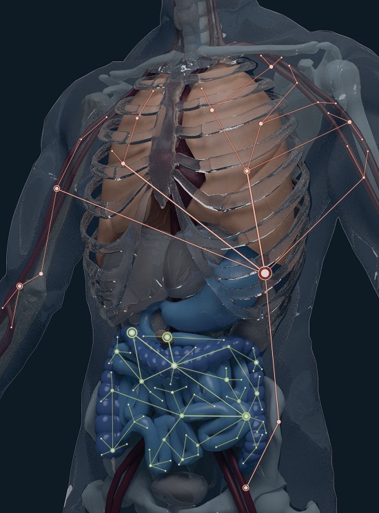 A model highlighting the human body's two distinct B-cell clonal networks. Drexel researchers and colleagues have discovered that one network spans the blood, bone marrow, spleen and lung, while the other is found in the gastrointestinal tract. (Credit: Alexander H. Farley) A model highlighting the human body's two distinct B-cell clonal networks. Drexel researchers and colleagues have discovered that one network spans the blood, bone marrow, spleen and lung, while the other is found in the gastrointestinal tract. (Credit: Alexander H. Farley)