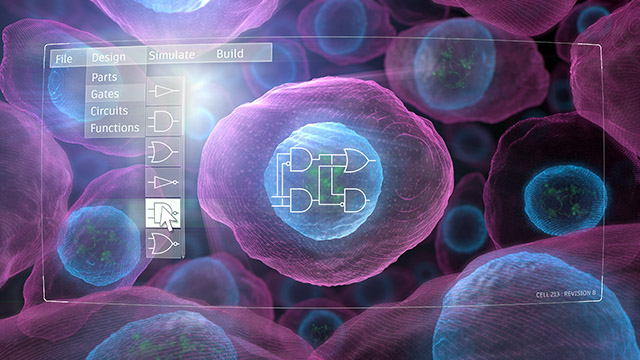 Bioengineers used computer models to build genetic circuits that can be introduced into cells to fight or prevent disease. Credit: Image by Justin Muir.