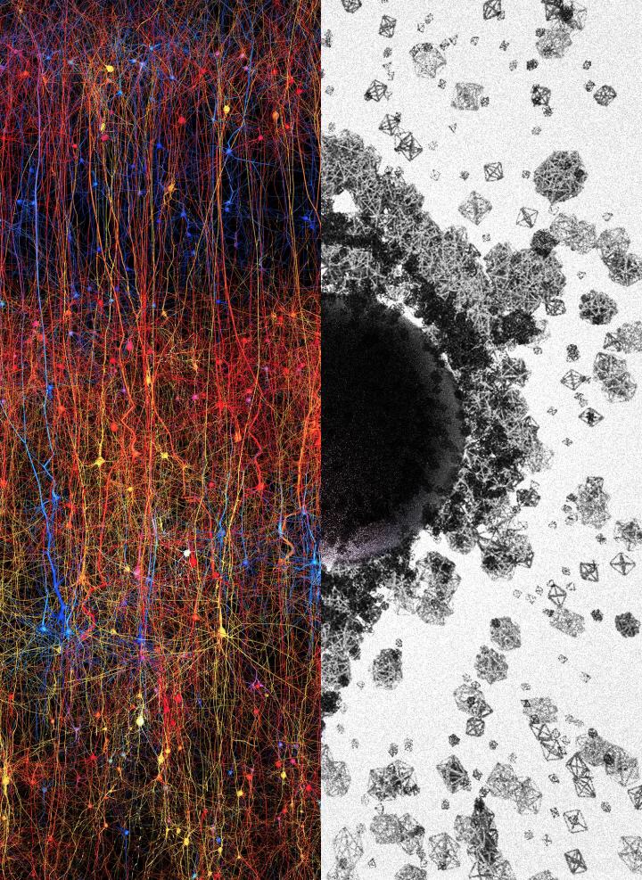 CAPTION The image attempts to illustrate something that cannot be imaged -- a universe of multi-dimensional structures and spaces. On the left is a digital copy of a part of the neocortex, the most evolved part of the brain. On the right are shapes of different sizes and geometries in an attempt to represent structures ranging from 1 dimension to 7 dimensions and beyond. The "black-hole" in the middle is used to symbolize a complex of multi-dimensional spaces, or cavities. Researchers at Blue Brain Project report groups of neurons bound into such cavities provide the missing link between neural structure and function, in their new study published in Frontiers in Computational Neuroscience.