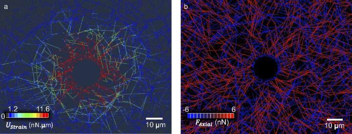 CAPTION The researchers' model looked at a dynamic system in which cells' ability to break bonds in the surrounding extracellular matrix influenced their ability to grip their environment and spread throughout it.