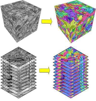 CAPTION Left: Raw electron microscopy images of small pieces of brain tissues. Right: Color-coded brain maps generated by computers, where different colors represent different neurons.