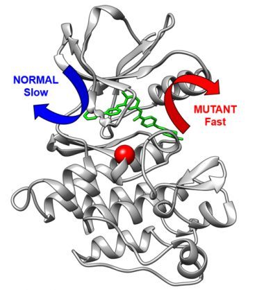 Three-dimensional structure of the cancer drug target Abl kinase (grey) bound to the anti-cancer drug imatinib. Normally, the drug exits slowing via the blue arrow. A modification in the kinase (red sphere) causes the drug to exit via a fast route (red arrow). Credit: Aziz M. Rangwala