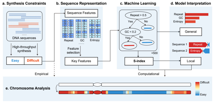 A, Collection of the DNA sequences obtained from high-throughput synthesis. The sequences were classified into easy-to-synthesize (blue) or difficult-to-synthesize (red). B, Graphical representations of DNA sequences: repeat, GC content, information entropy and other types of features. Key features were identified from these sequence features by machine learning methods. C, The XGBoost algorithm utilized to build the classification model and calculate the S-index. D, Methods used to interpret the model. The feature contributions were quantified according to the global importance scores and local SHAP explanations. e, Application of the S-index on a specific chromosome. The heatmap indicates the synthesis difficulties for the different fragments, which range from difficult (red) to easy (blue). The white sequences indicate the unanalyzed chromosome sequence. A, Collection of the DNA sequences obtained from high-throughput synthesis. The sequences were classified into easy-to-synthesize (blue) or difficult-to-synthesize (red). B, Graphical representations of DNA sequences: repeat, GC content, information entropy and other types of features. Key features were identified from these sequence features by machine learning methods. C, The XGBoost algorithm utilized to build the classification model and calculate the S-index. D, Methods used to interpret the model. The feature contributions were quantified according to the global importance scores and local SHAP explanations. e, Application of the S-index on a specific chromosome. The heatmap indicates the synthesis difficulties for the different fragments, which range from difficult (red) to easy (blue). The white sequences indicate the unanalyzed chromosome sequence.