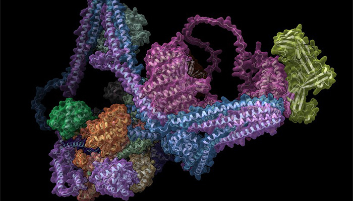 A 3D model of the Commander complex, a bundle of proteins that act as postal workers in cells. A 3D model of the Commander complex, a bundle of proteins that act as postal workers in cells.