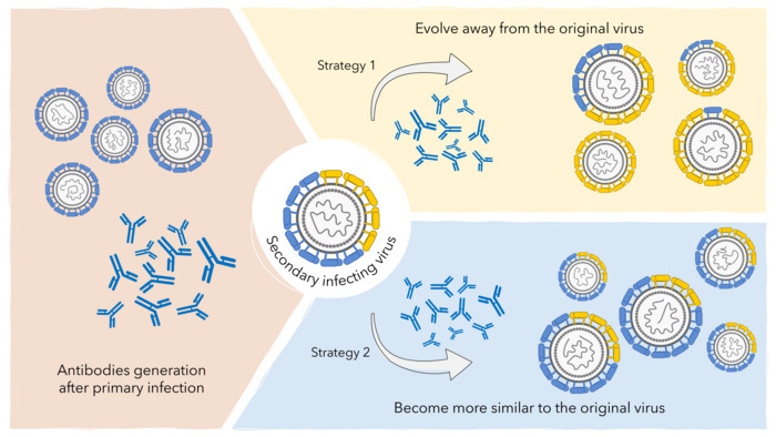 Dengue virus evolution in India Dengue virus evolution in India