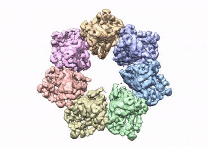 This rotating image shows the 3D structure that NIEHS researchers created of the twinkle protein. The researchers used Cryo-EM and other techniques to show how disease mutations on the protein can lead to mitochondrial diseases. The video zooms to the protein interface where many of the disease mutations occur.  CREDIT Graphics and video courtesy of A.A. Riccio, NIEHS