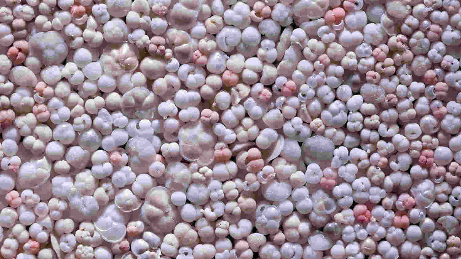 Planktonic foraminifera are microorganisms that live in the uppermost water layers of all oceans. When they die, their small calcareous shells sink to the seafloor and remain preserved in the sediments there. The fossil foraminifera documents the conditions in the oceans, and their study enables a view into the past. The photo shows foraminifera captured by MARUM - Center for Marine Environmental Sciences, University of Bremen, taken by M. Kucera. Planktonic foraminifera are microorganisms that live in the uppermost water layers of all oceans. When they die, their small calcareous shells sink to the seafloor and remain preserved in the sediments there. The fossil foraminifera documents the conditions in the oceans, and their study enables a view into the past. The photo shows foraminifera captured by MARUM - Center for Marine Environmental Sciences, University of Bremen, taken by M. Kucera.