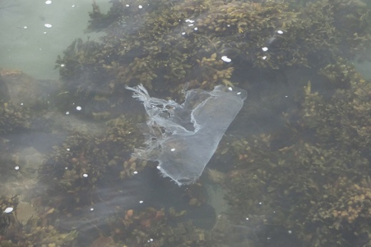 A decaying plastic bag found floating in a marine harbour in Cornwall, United Kingdom, looks like a jellyfish. A decaying plastic bag found floating in a marine harbour in Cornwall, United Kingdom, looks like a jellyfish.