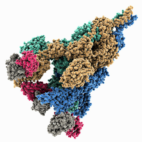 The spike caption of SARS-CoV2, the virus that causes COVID-19. RIKEN researchers have found that the D614G mutation restructures the Spike protein toward a state that is primed for infecting cells. © LAGUNA DESIGN/SCIENCE PHOTO LIBRARY The spike caption of SARS-CoV2, the virus that causes COVID-19. RIKEN researchers have found that the D614G mutation restructures the Spike protein toward a state that is primed for infecting cells. © LAGUNA DESIGN/SCIENCE PHOTO LIBRARY