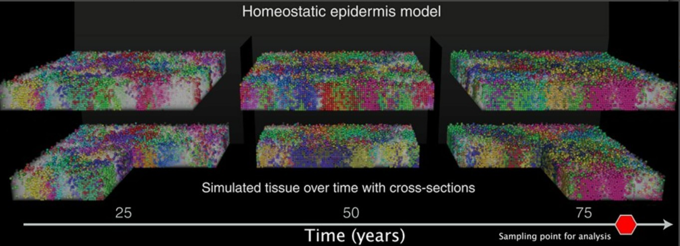 This figure shows snapshots of simulations at three timepoints with cross-sections revealing the mosaic nature of mutations in normal epidermis. Each patch of color is a different population of cells carrying the same mutations.