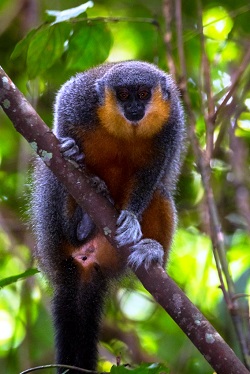 Titi Monkey credit Marcelo Santana