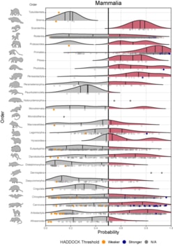 Mammal species with a stronger HADDOCK binding strength are more likely able to become infected with COVID-19 and spread the virus to other animals.  CREDIT Fischhoff et al. 2021