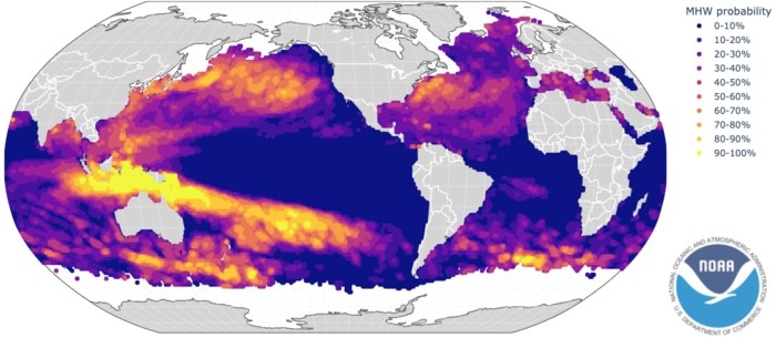 The latest global marine heatwave forecast showing the predicted probability of marine heatwaves for September 2022. Forecasts are experimental guidance, providing insight from the latest climate models. https://psl.noaa.gov/marine-heatwaves/  CREDIT NOAA