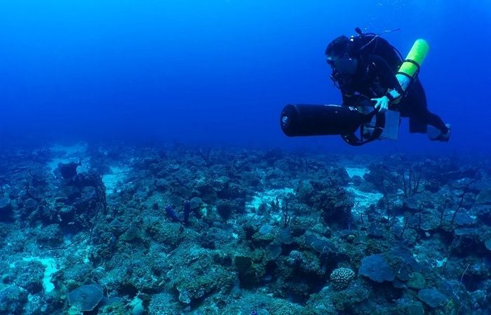 Coral reefs could face extinction within the next 80 years, or by the end of this century, if atmospheric and ocean temperatures continue to rise at the current pace, according to new research by LSU Department of Oceanography & Coastal Sciences Assistant Professor Dan Holstein.  CREDIT Dan Holstein, LSU