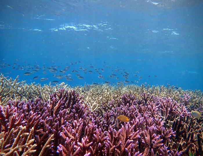 A healthy coral reef in Sulawesi, Indonesia  CREDIT Tim Lamont