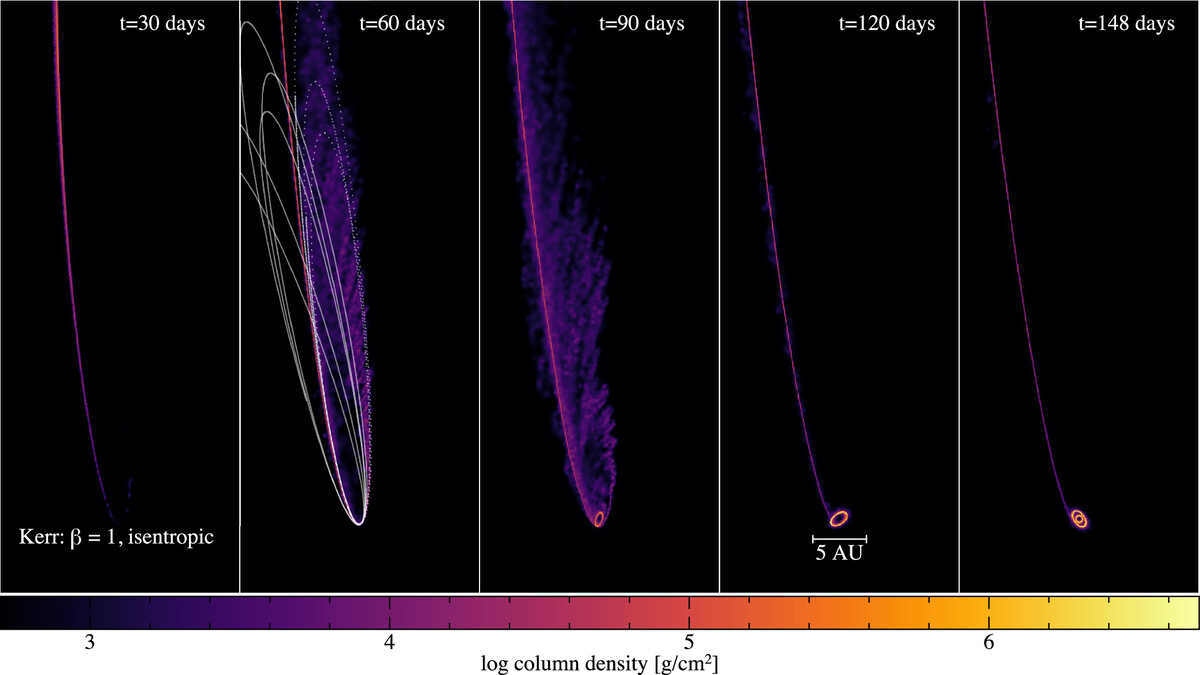 Disk formation in an isentropic simulation (radiatively efficient cooling) with a spinning black hole (a = 0.99, θ = 60°). The disk in this case is formed after 90 days and undergoes differential precession, which "tears" the disk into independent rings. Disk formation in an isentropic simulation (radiatively efficient cooling) with a spinning black hole (a = 0.99, θ = 60°). The disk in this case is formed after 90 days and undergoes differential precession, which "tears" the disk into independent rings.