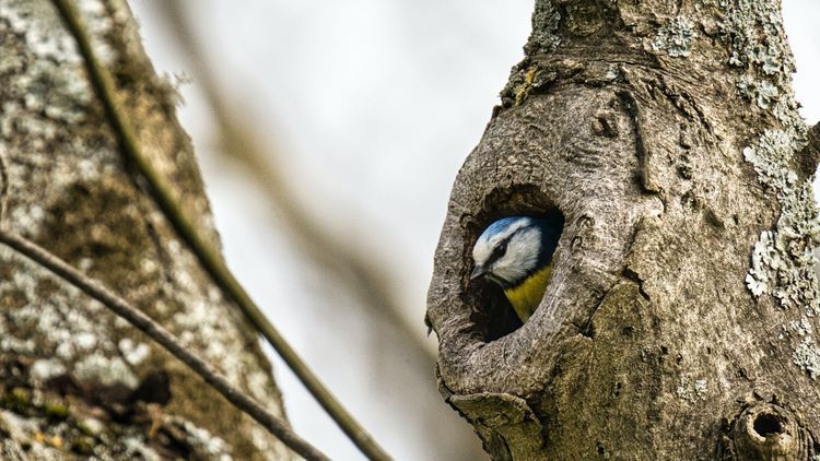 According to the study, the number of species in breeding birds (here: a blue tit) increased in the observation data, but this could only be a temporary trend. Photo: Pexels/Sony Dude According to the study, the number of species in breeding birds (here: a blue tit) increased in the observation data, but this could only be a temporary trend. Photo: Pexels/Sony Dude