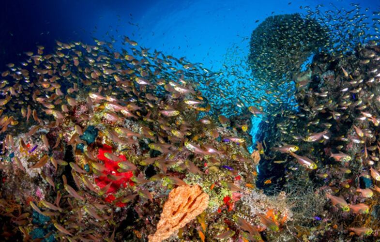 Renata Romeo / Ocean Image Bank Renata Romeo / Ocean Image Bank