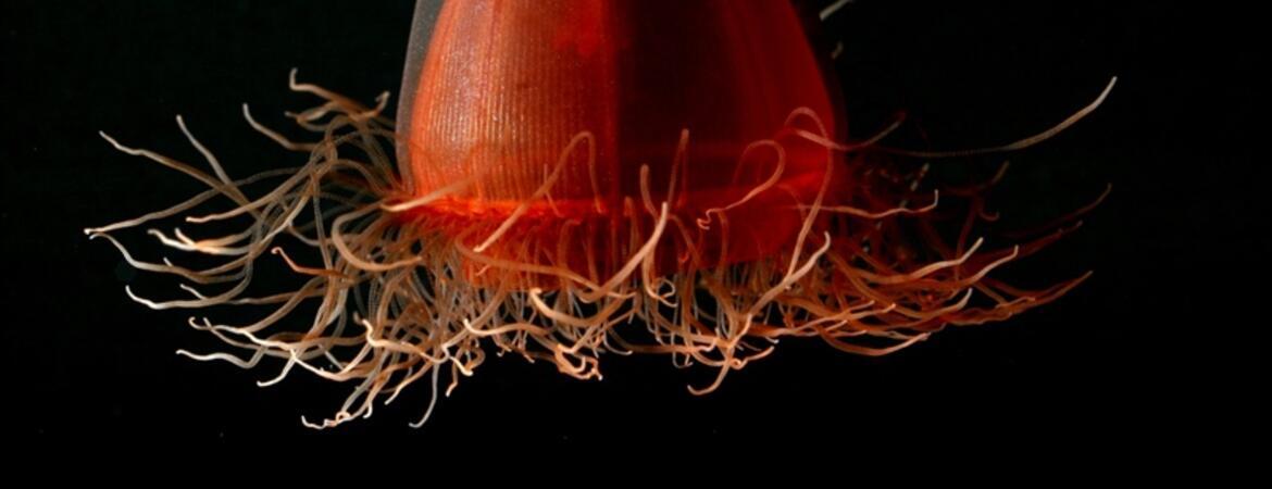 Red medusa found just off the bottom of the deep sea in Alaska.  CREDIT Hidden Ocean 2005/NOAA